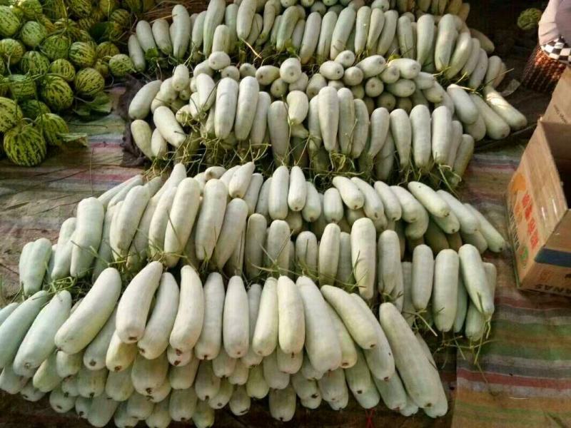 【推荐】山东甜瓜，博洋61甜瓜，大量上市，诚信代发