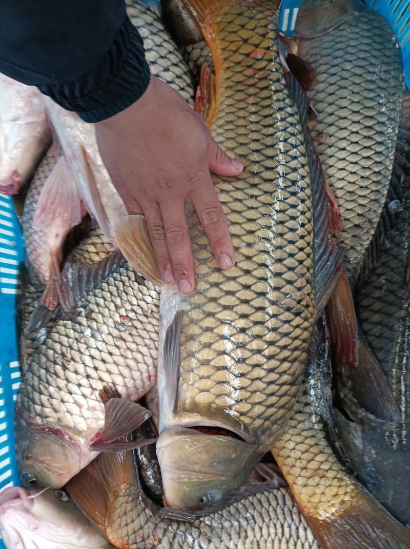 鲤鱼，鲤鱼皮毛好精品
