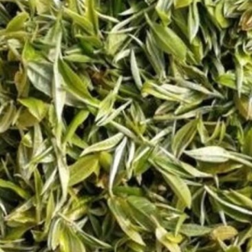 广东清远英德高山环保生态高香绿茶