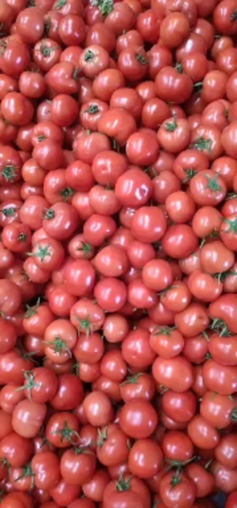 番茄西红柿精品中的精品大红通货硬粉