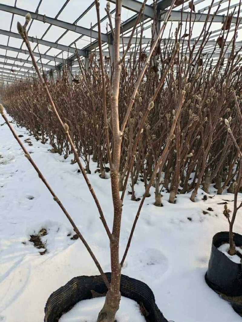 20元两棵嫁接玉兰花包邮，带花苞发货，开花漂亮，镇宅名贵