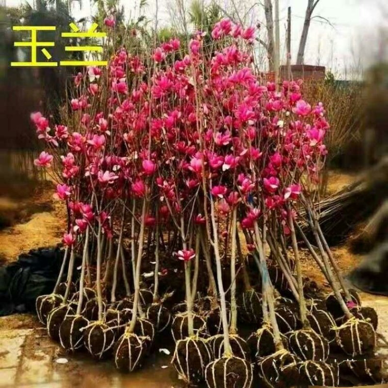 20元两棵嫁接玉兰花包邮，带花苞发货，开花漂亮，镇宅名贵