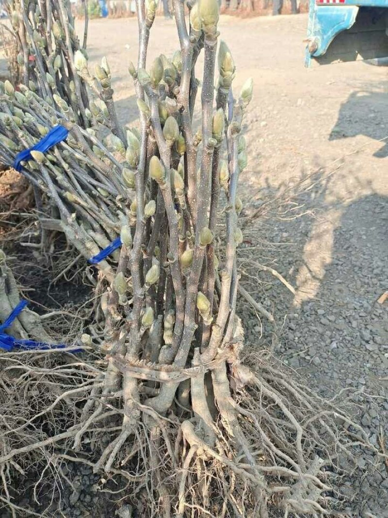 20元两棵嫁接玉兰花包邮，带花苞发货，开花漂亮，镇宅名贵