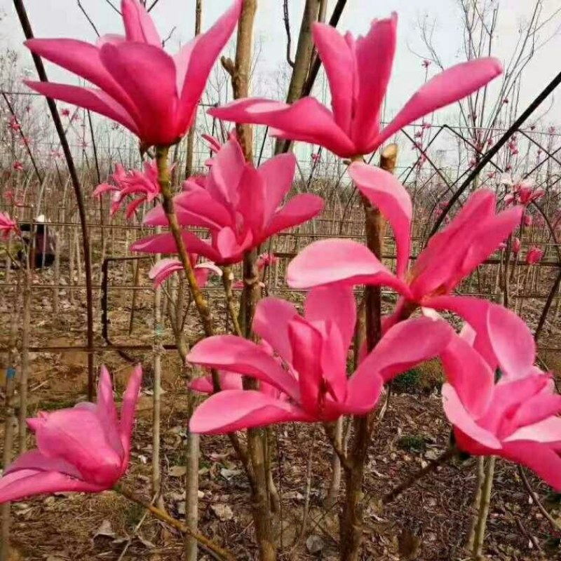 20元两棵嫁接玉兰花包邮，带花苞发货，开花漂亮，镇宅名贵