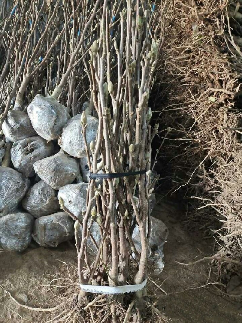 20元两棵嫁接玉兰花包邮，带花苞发货，开花漂亮，镇宅名贵