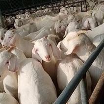 美国大白山羊长势快，白山羊养殖场白山羊养殖基地