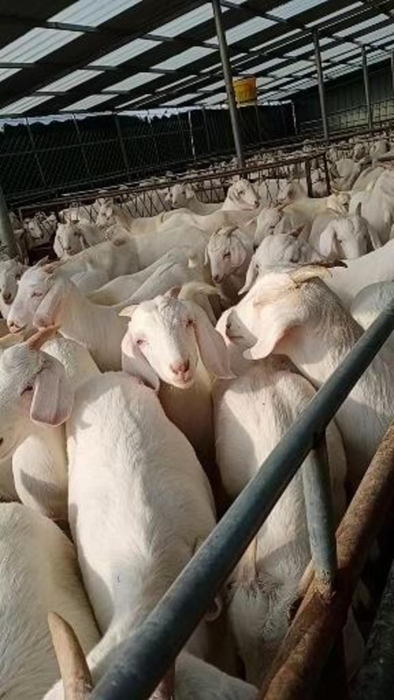 美国大白山羊长势快，白山羊养殖场白山羊养殖基地