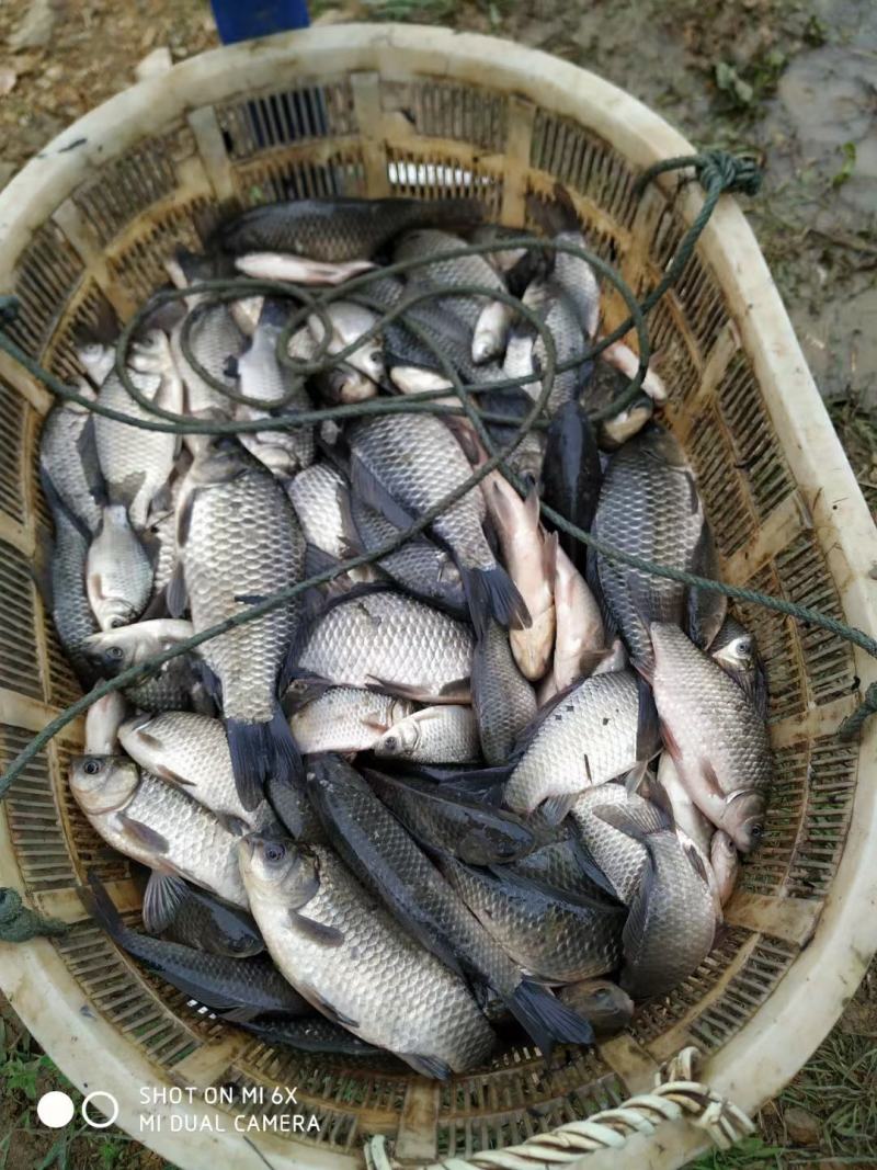 鲫鱼苗湖北黄冈2-4两中科三号