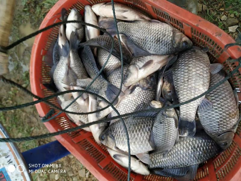 鲫鱼苗湖北黄冈2-4两中科三号