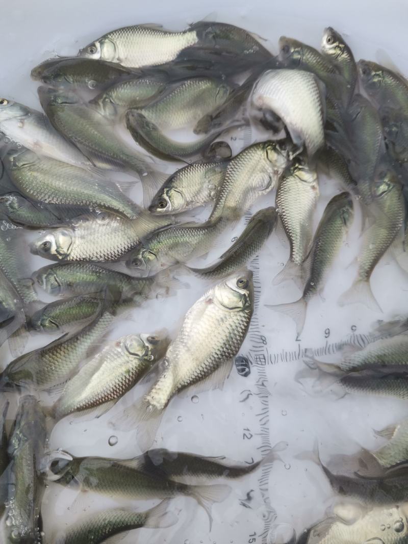 鲫鱼苗，中科3号鲫鱼苗，大规格中科3号鲫鱼苗