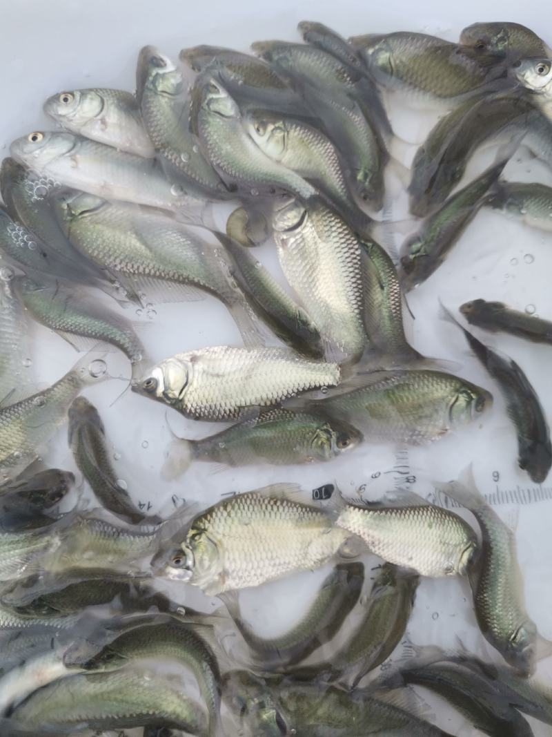 鲫鱼苗，中科3号鲫鱼苗，大规格中科3号鲫鱼苗