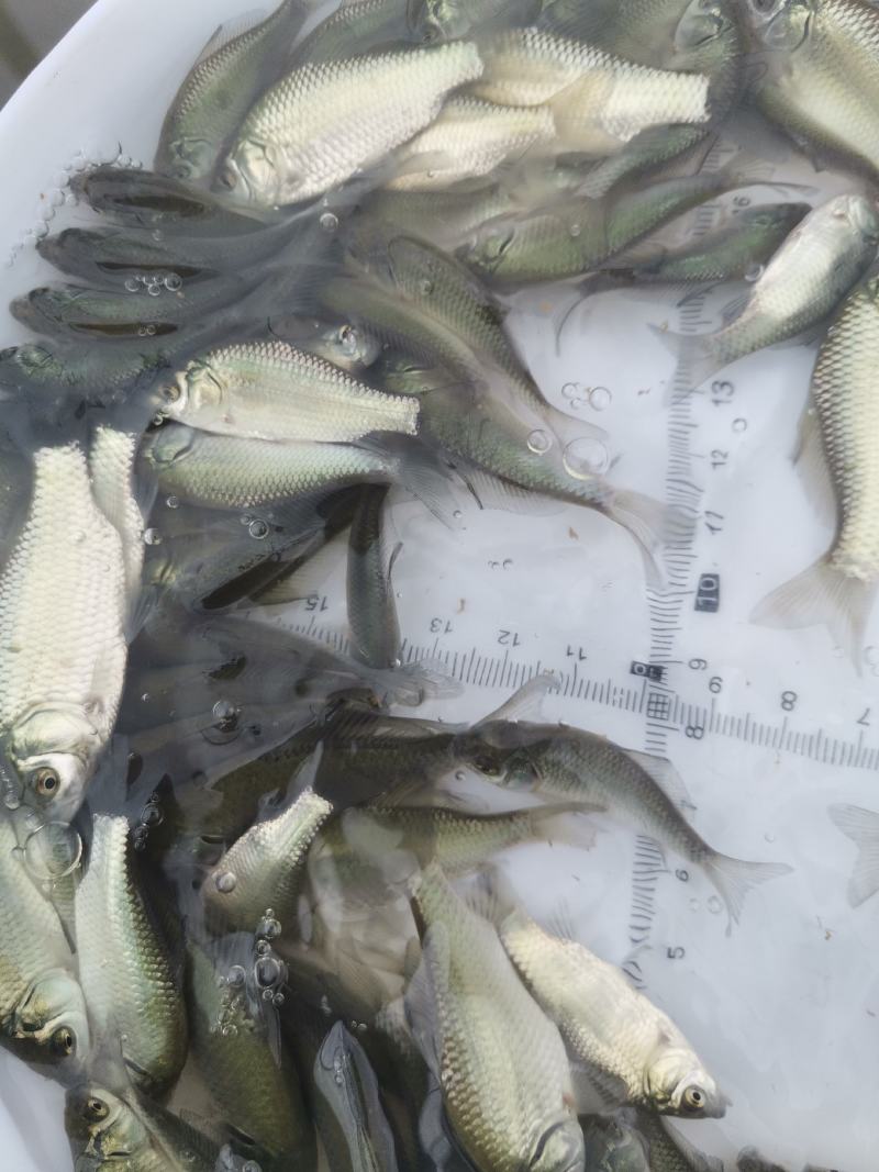 鲫鱼苗，中科3号鲫鱼苗，大规格中科3号鲫鱼苗