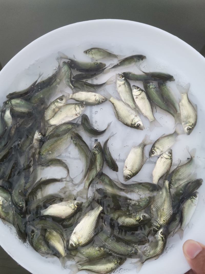 鲫鱼苗，中科3号鲫鱼苗，大规格中科3号鲫鱼苗