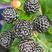 树莓红树莓黄树莓黑树莓品种搭配购买当年结果苗树莓