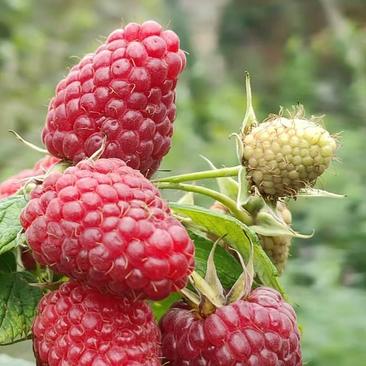 树莓红树莓黄树莓黑树莓品种搭配购买当年结果苗树莓
