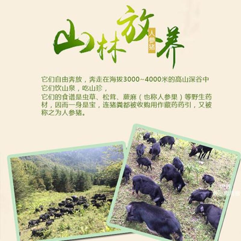 青藏高原原生态藏香猪肉