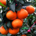 红美人柑桔苗(基地直供，品种纯正，现挖现发