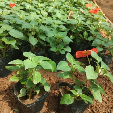 非洲凤仙时令花卉种植基地