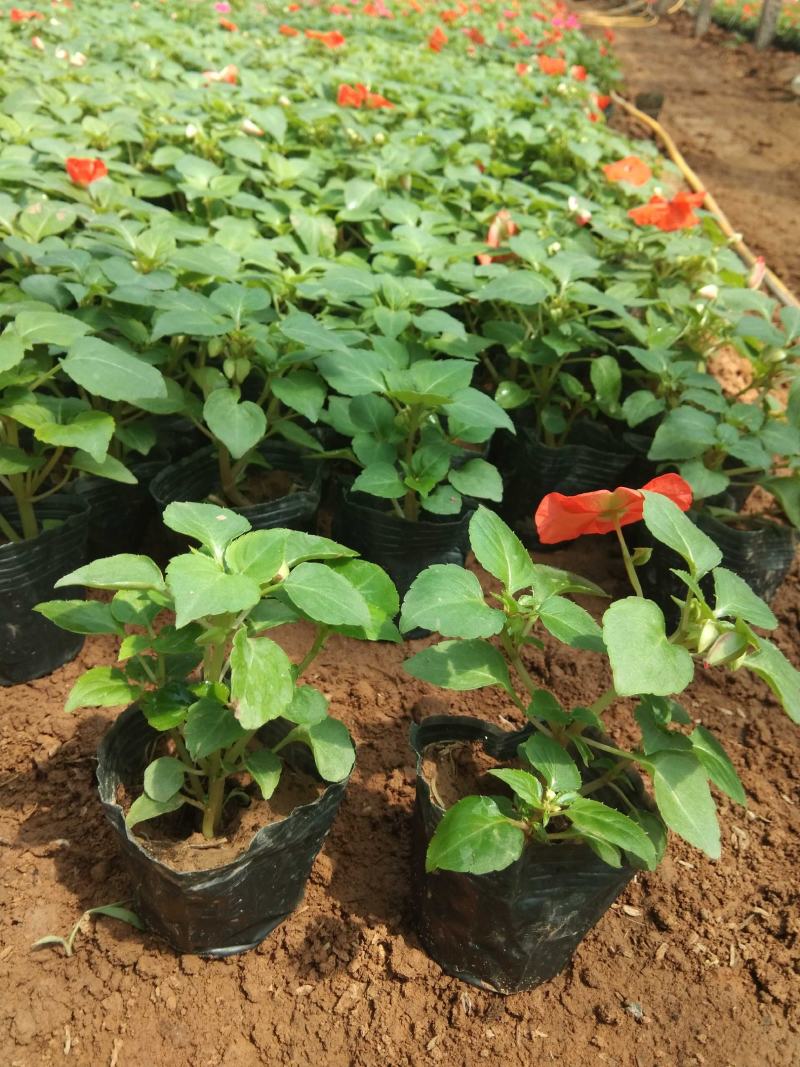 非洲凤仙时令花卉种植基地