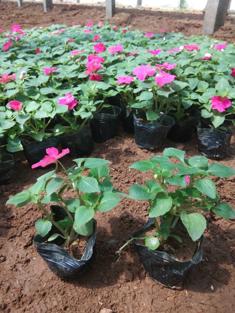 非洲凤仙时令花卉种植基地