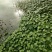 铜钱草、水陪植物常年绿色、进化空气同时具有观赏价值