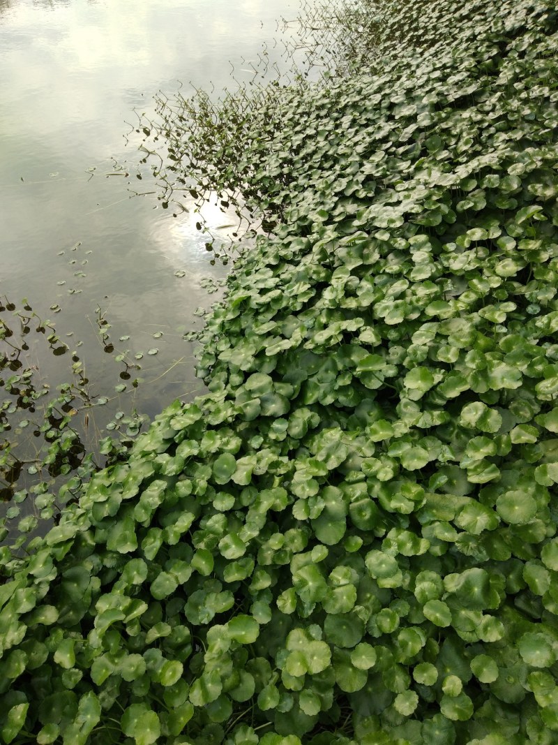 铜钱草、水陪植物常年绿色、进化空气同时具有观赏价值