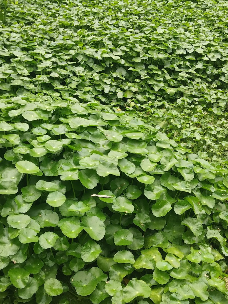 铜钱草、水陪植物常年绿色、进化空气同时具有观赏价值