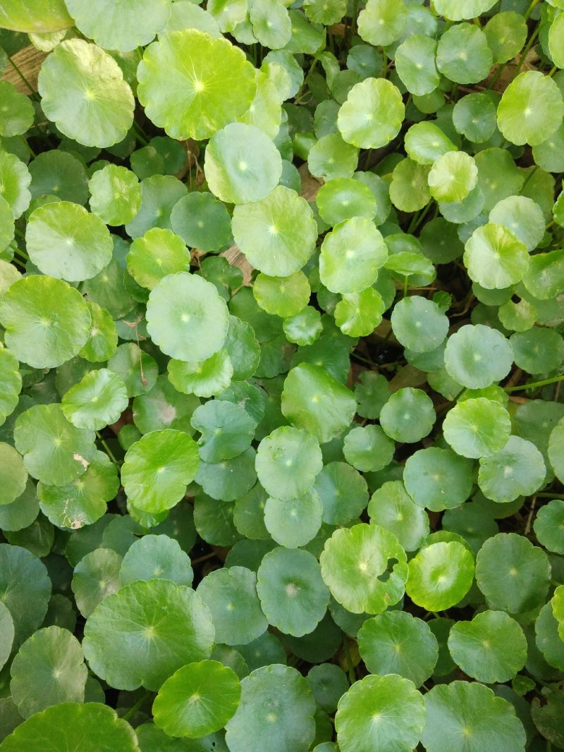 铜钱草、水陪植物常年绿色、进化空气同时具有观赏价值
