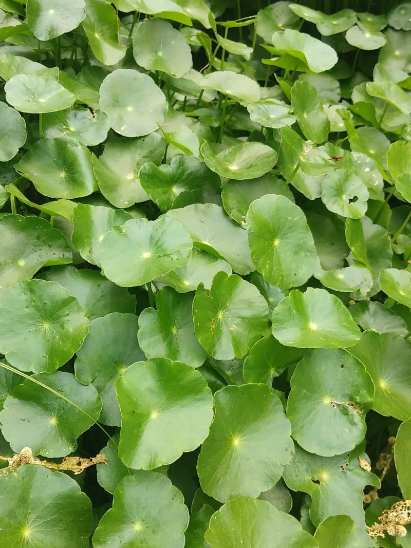 铜钱草、水陪植物常年绿色、进化空气同时具有观赏价值