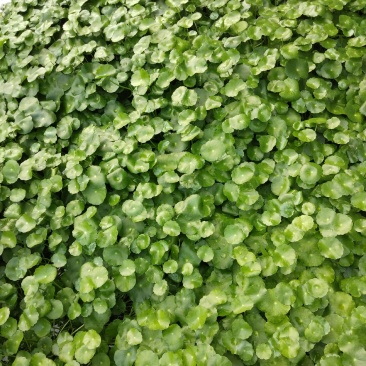 铜钱草、水陪植物常年绿色、进化空气同时具有观赏价值