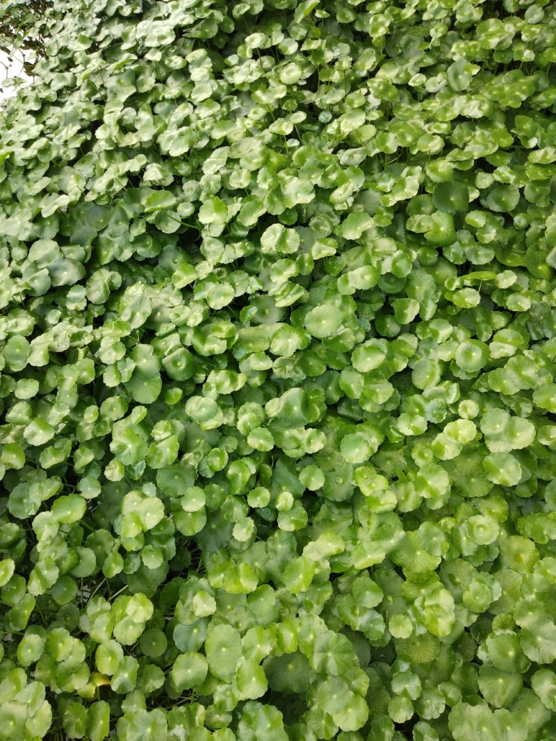 铜钱草、水陪植物常年绿色、进化空气同时具有观赏价值