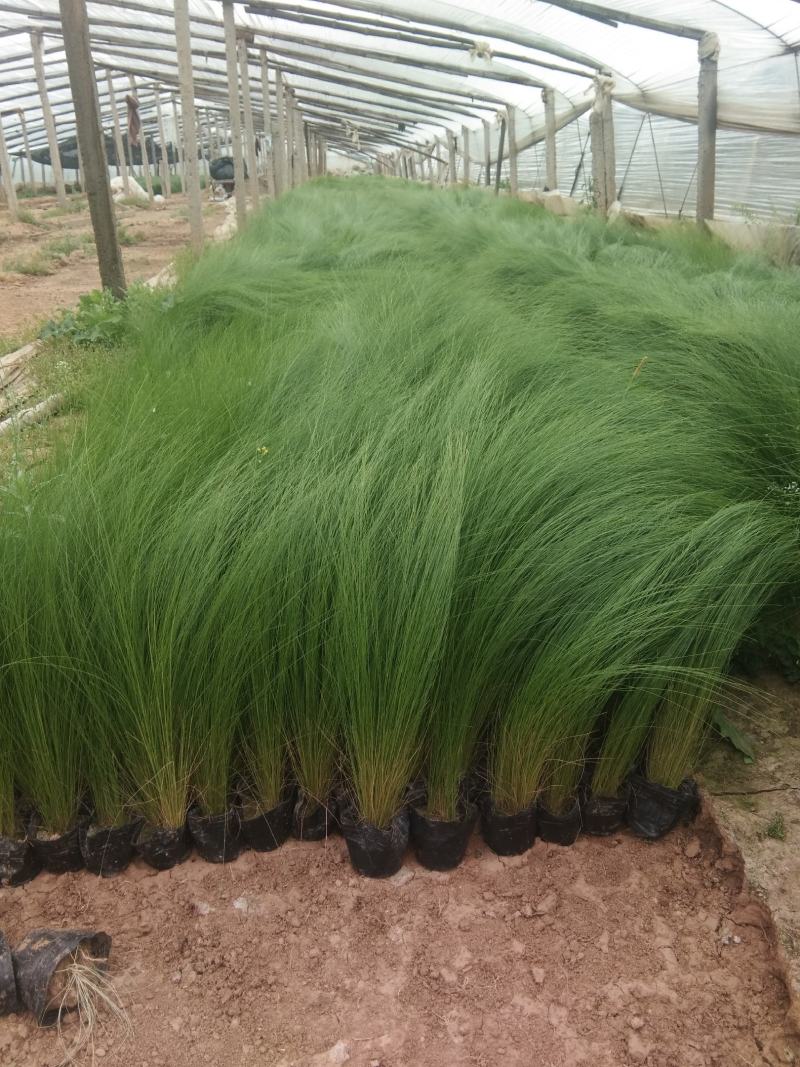 细茎针茅墨西哥羽毛草观赏草种植基地