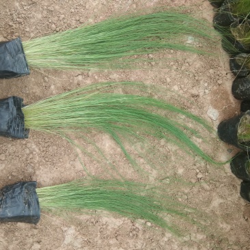 细茎针茅墨西哥羽毛草观赏草种植基地