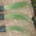 细茎针茅墨西哥羽毛草观赏草种植基地