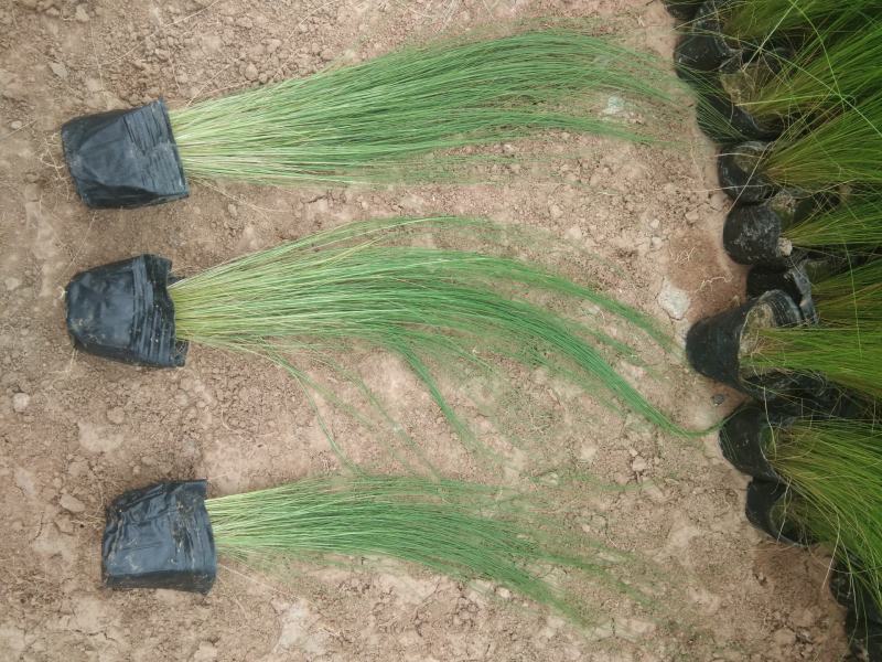 细茎针茅墨西哥羽毛草观赏草种植基地