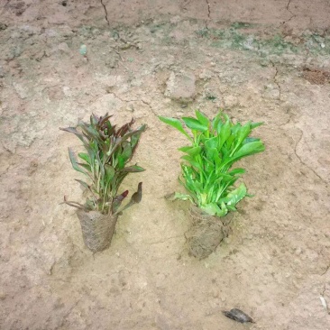 五色草穴盘苗营养钵五色草种植基地