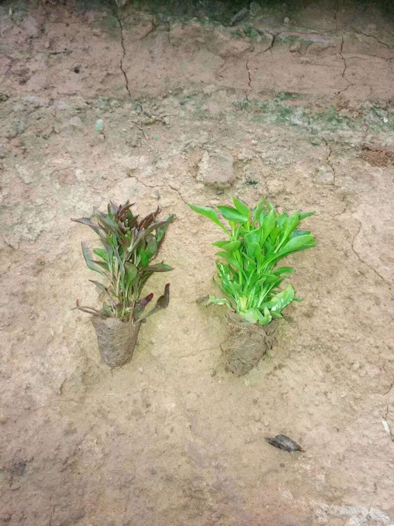 五色草穴盘苗营养钵五色草种植基地
