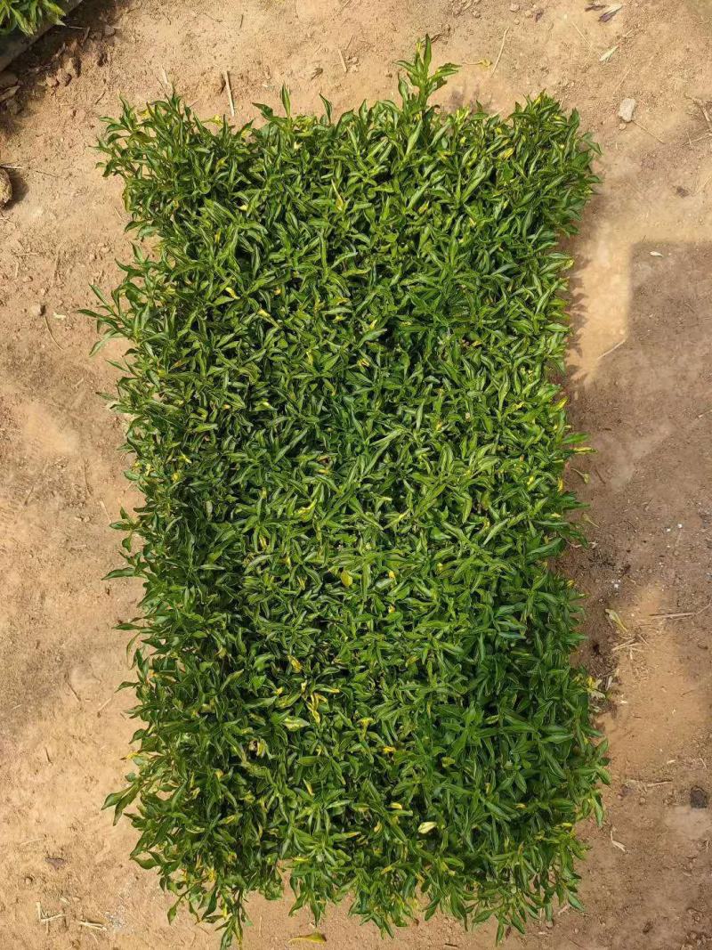 五色草穴盘苗营养钵五色草种植基地