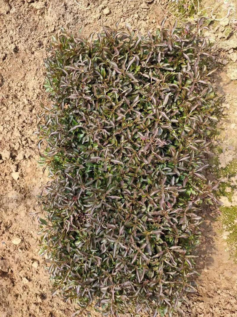 五色草穴盘苗营养钵五色草种植基地