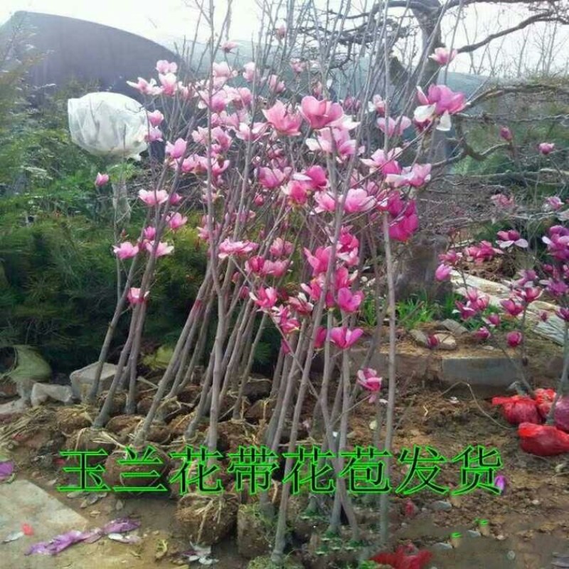 20元两棵嫁接玉兰花包邮，带花苞发货，开花漂亮，镇宅名贵