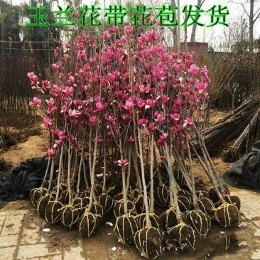 20元两棵嫁接玉兰花包邮，带花苞发货，开花漂亮，镇宅名贵