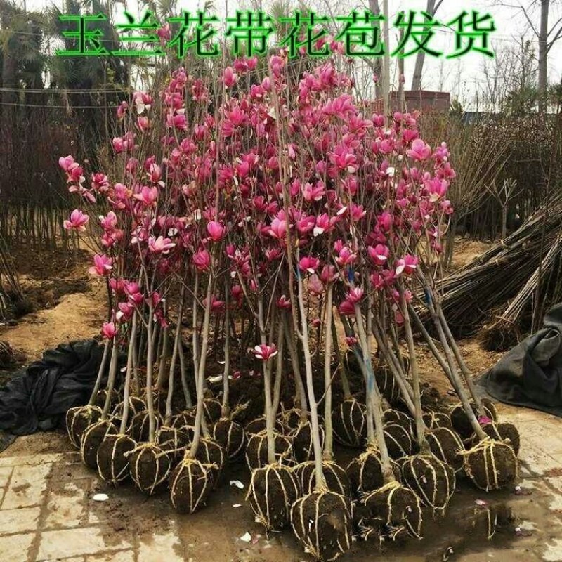 20元两棵嫁接玉兰花包邮，带花苞发货，开花漂亮，镇宅名贵