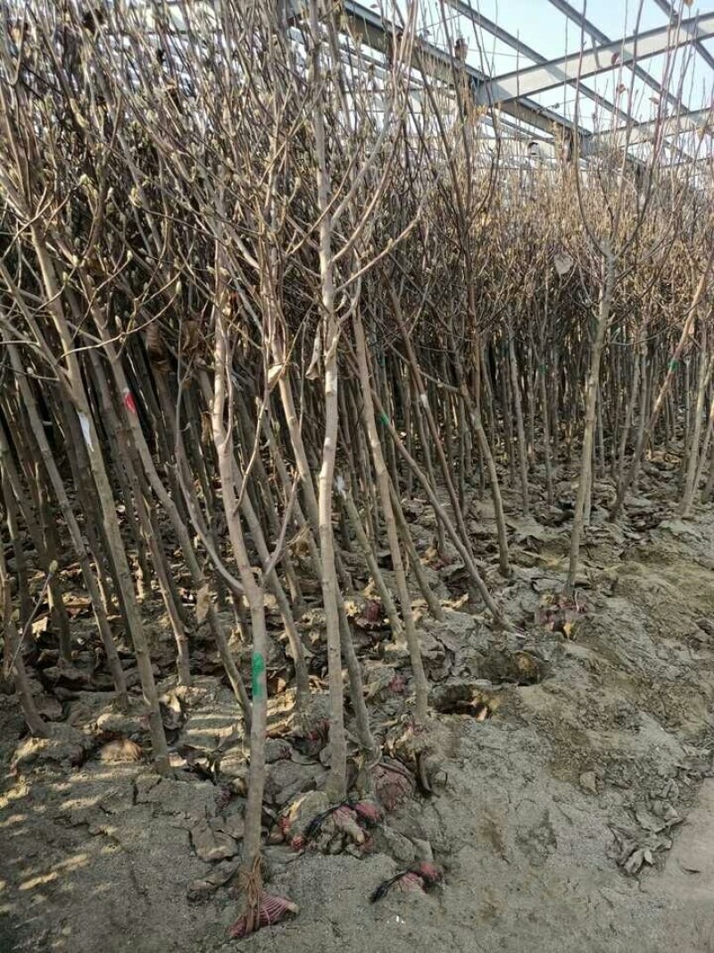 20元两棵嫁接玉兰花包邮，带花苞发货，开花漂亮，镇宅名贵
