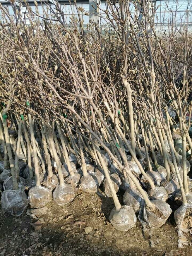 20元两棵嫁接玉兰花包邮，带花苞发货，开花漂亮，镇宅名贵