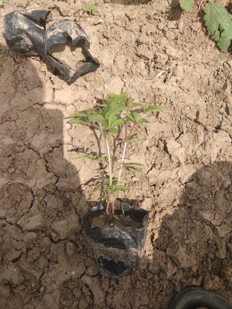醉蝶花花海花卉种植基地