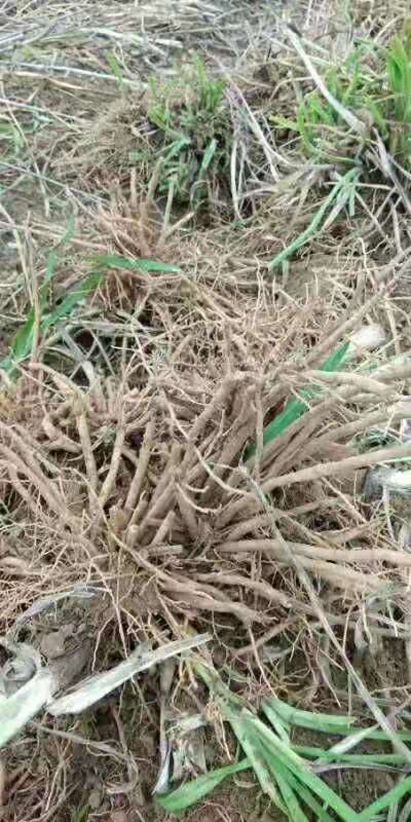 优质高产量黄花菜种苗，耐高温，耐干旱，成活率高，分根明确
