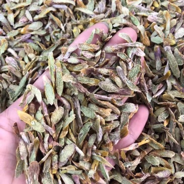 铁皮石斛鲜条切片烘干石斛片雁荡山石斛切片可一件代发