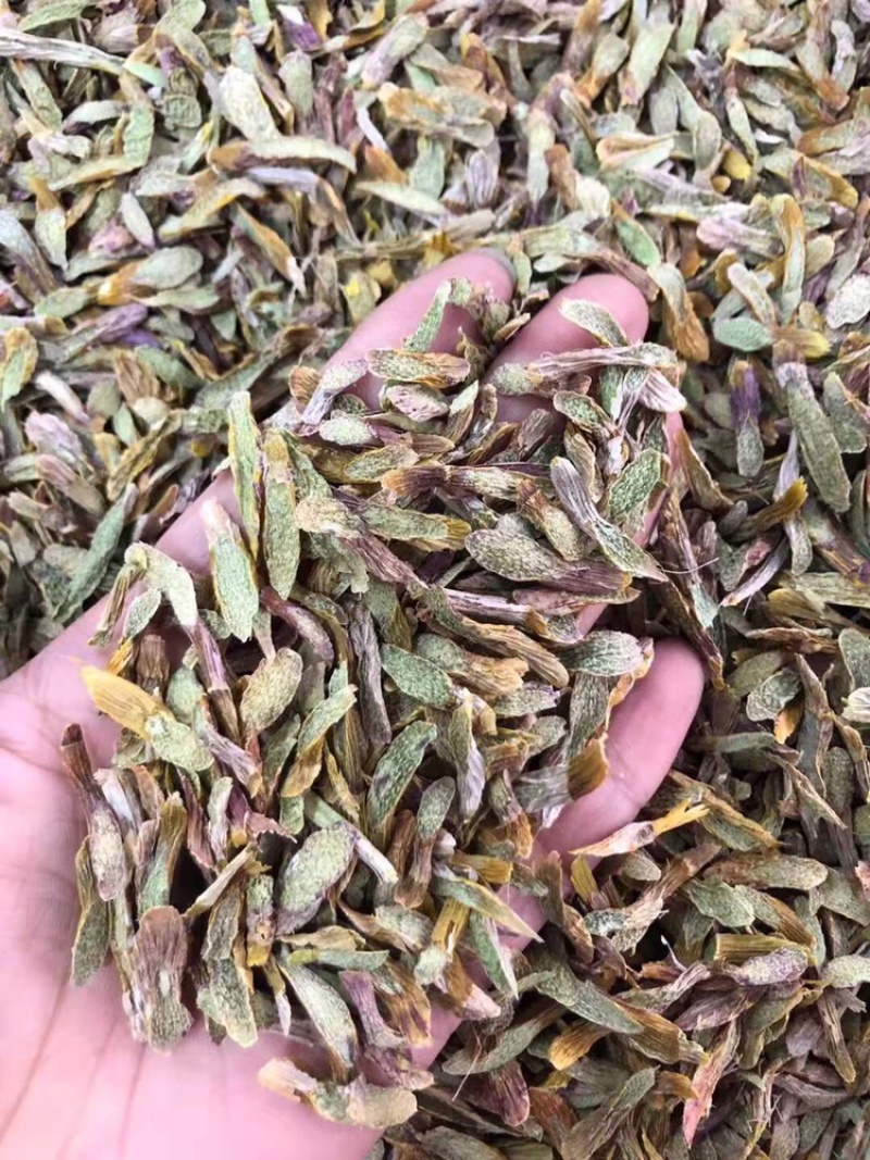 铁皮石斛鲜条切片烘干石斛片雁荡山石斛切片可一件代发
