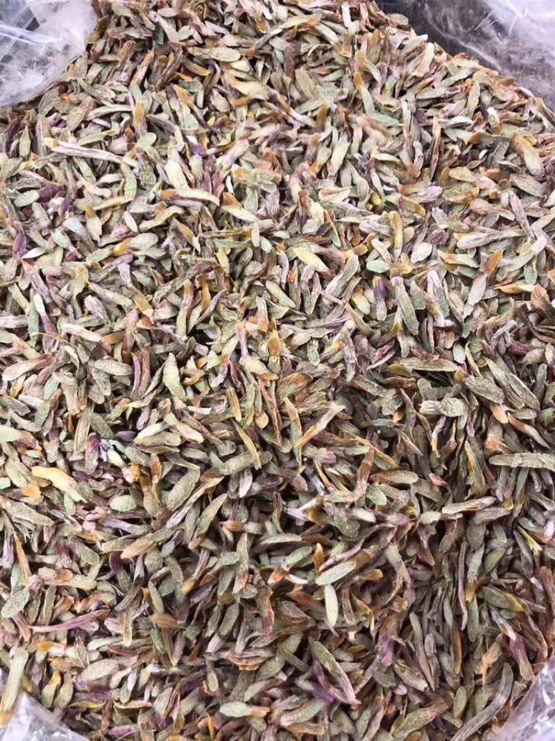 铁皮石斛鲜条切片烘干石斛片雁荡山石斛切片可一件代发