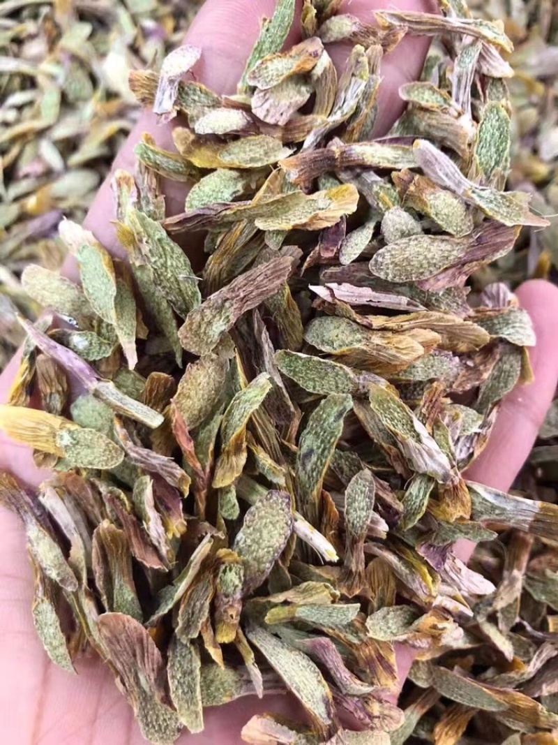 铁皮石斛鲜条切片烘干石斛片雁荡山石斛切片可一件代发